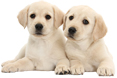 Yellow Labrador Retriever puppies, 8 weeks old, lying with heads up