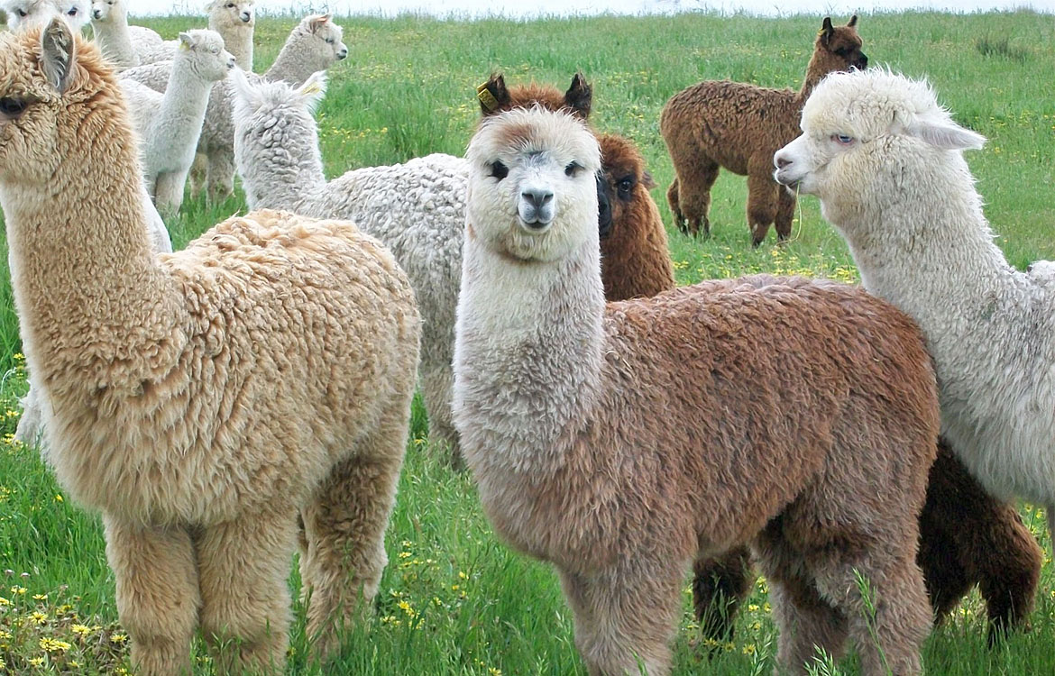 Alpaca industry recognizes RFID microchips