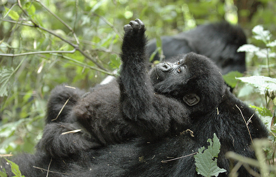 Baby Gorilla Endangered species need microchip protection