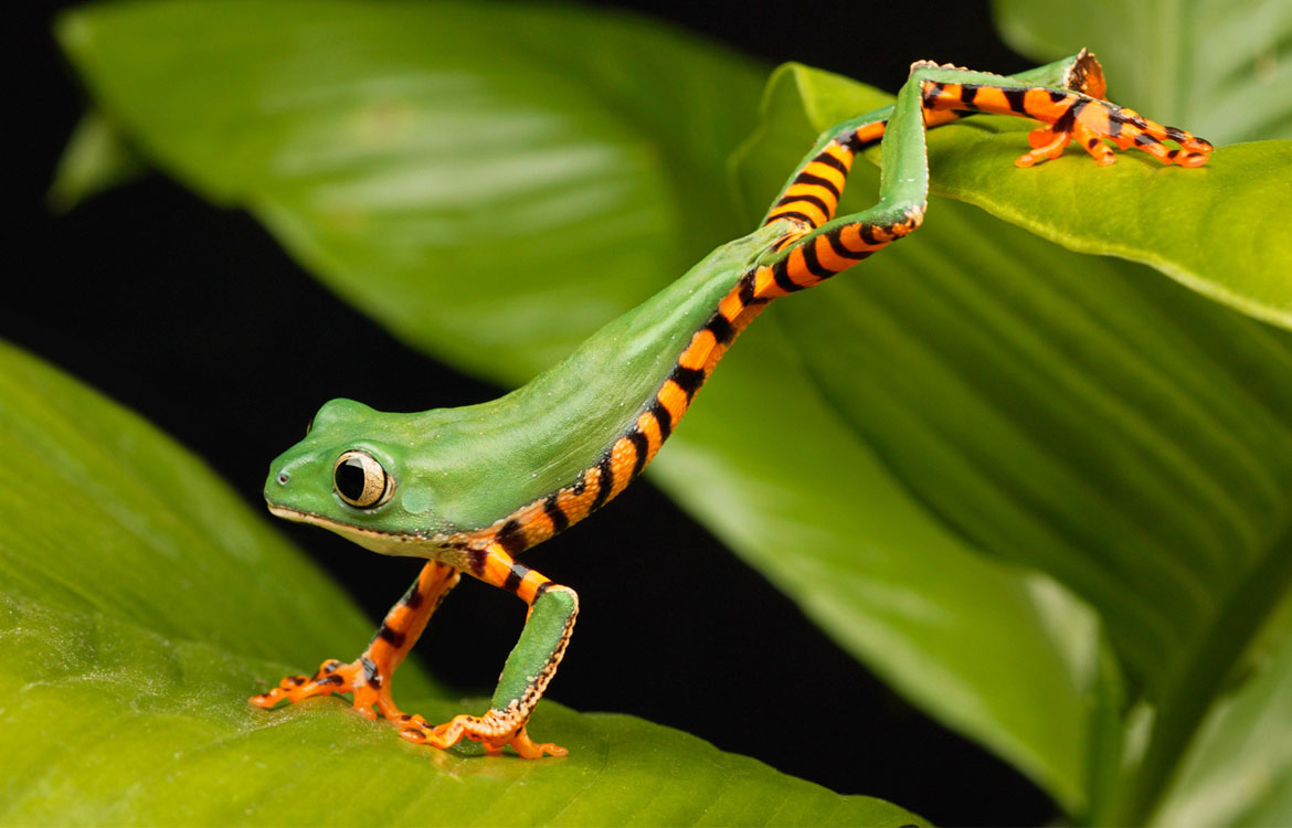 Jumping frog Tiny mini chips are perfect for wildlife