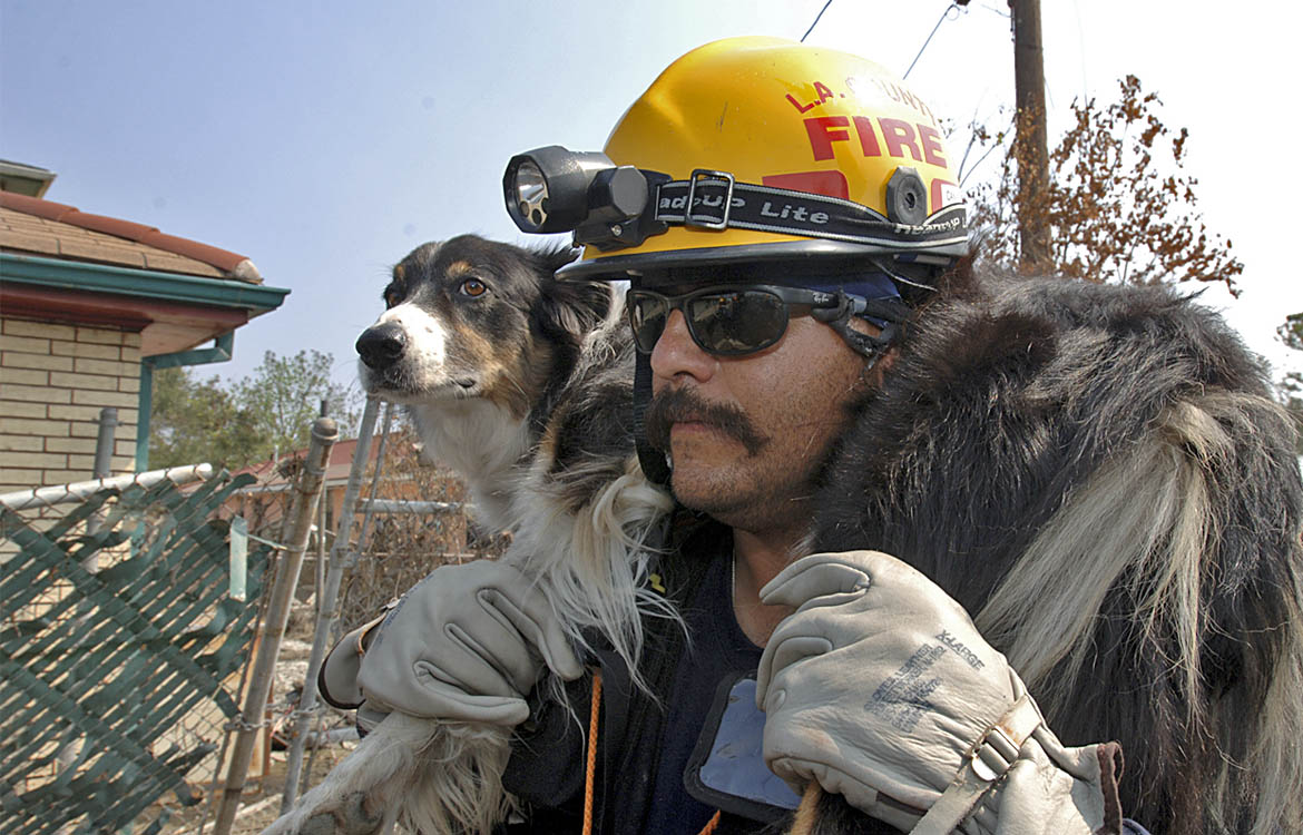 Katrina Aussie rescue Microchips and disaster preparedness work together