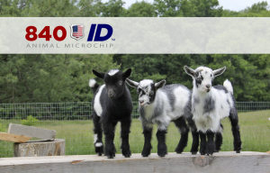 USDA 840 ID approved minichip