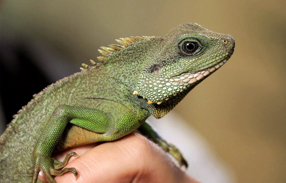 Mini microchips for reptiles