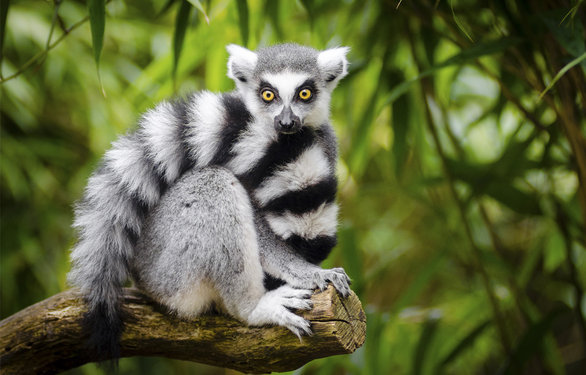 lemur-zoo